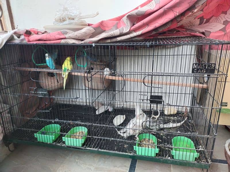 sale cages & parrots 1