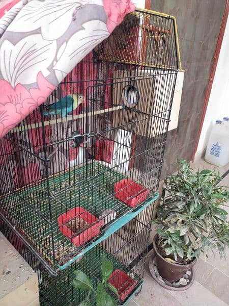 sale cages & parrots 2