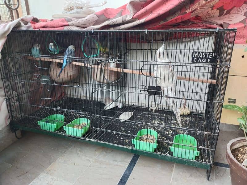 sale cages & parrots 3