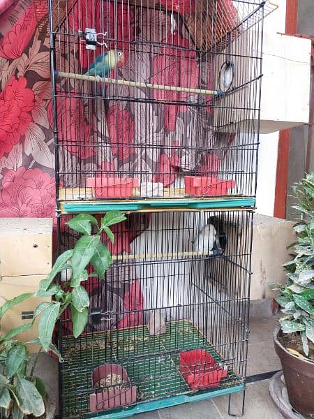 sale cages & parrots 4