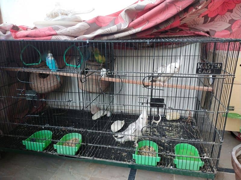 sale cages & parrots 5