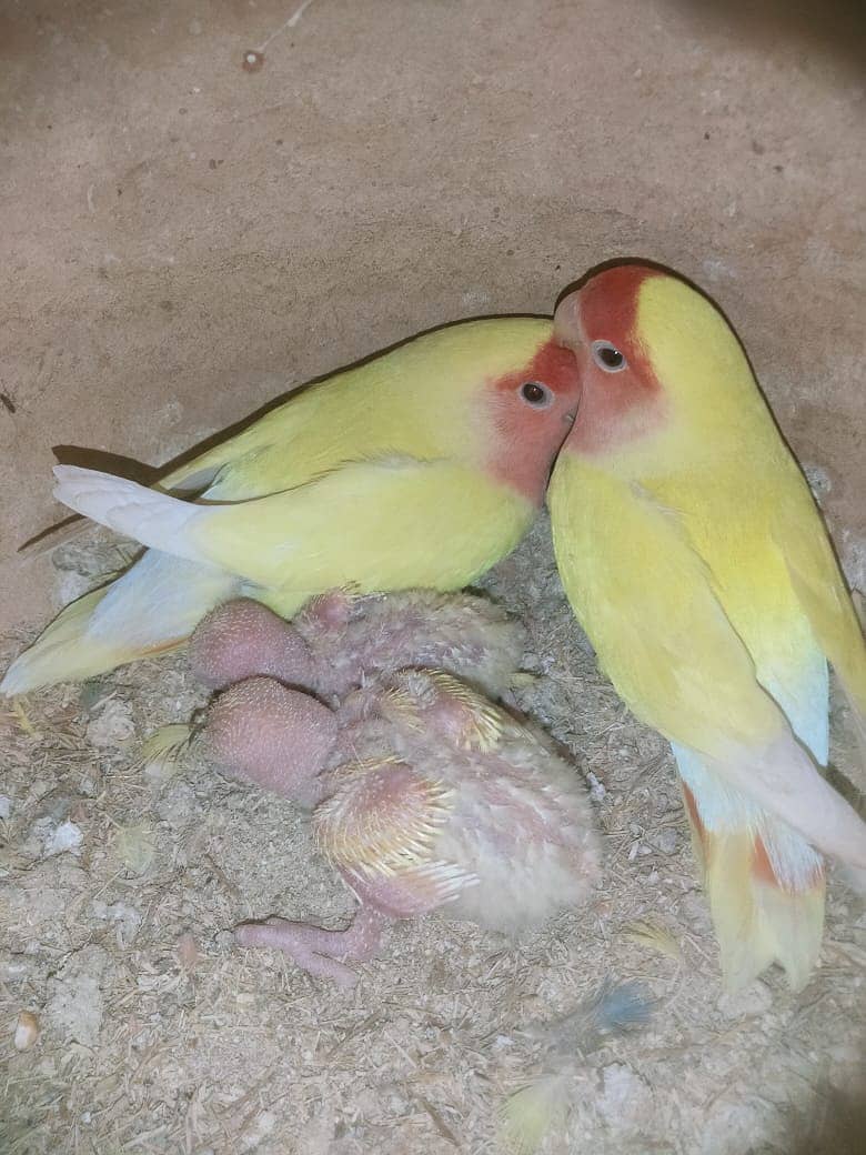 lovebirds first breed pair 1