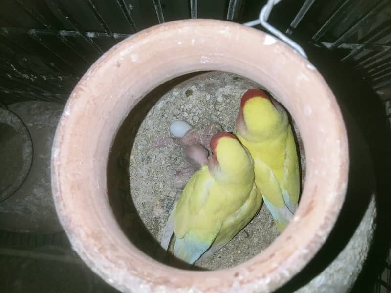 lovebirds first breed pair 4