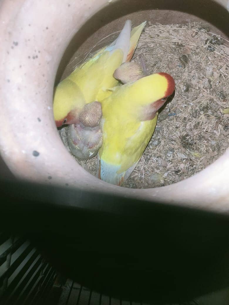 lovebirds first breed pair 7