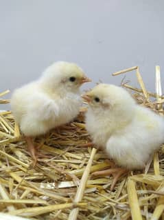 light Sussex heritage chicks