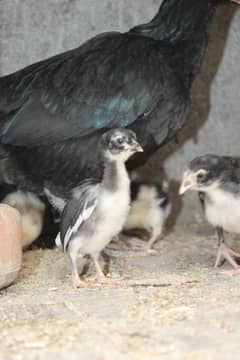 Top Quality Lassani Chicks Available In Resonable Price