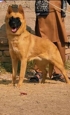 Alsatian bagiyadi female full security dog for sale03419624258