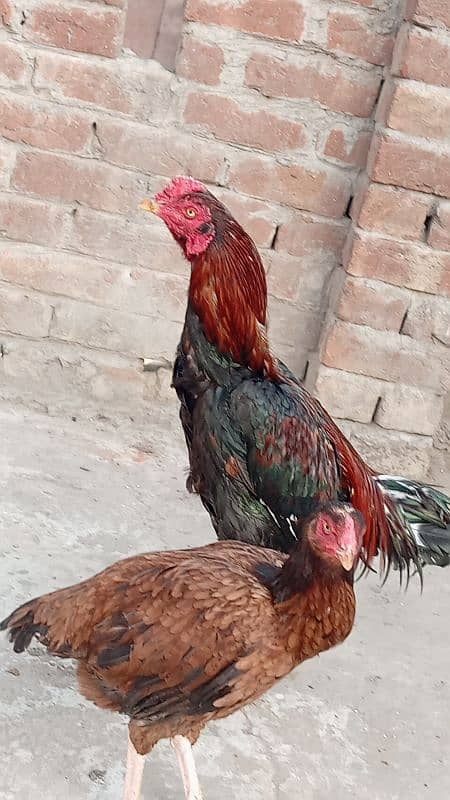 aseel pair for sale sialkoti 2