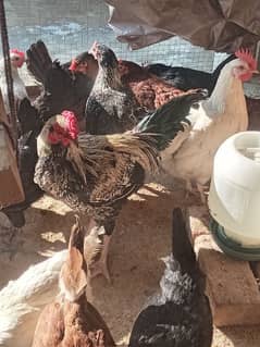 Golden Misri |eggs laying hens | Misri hens |desi murghi |murgiyan