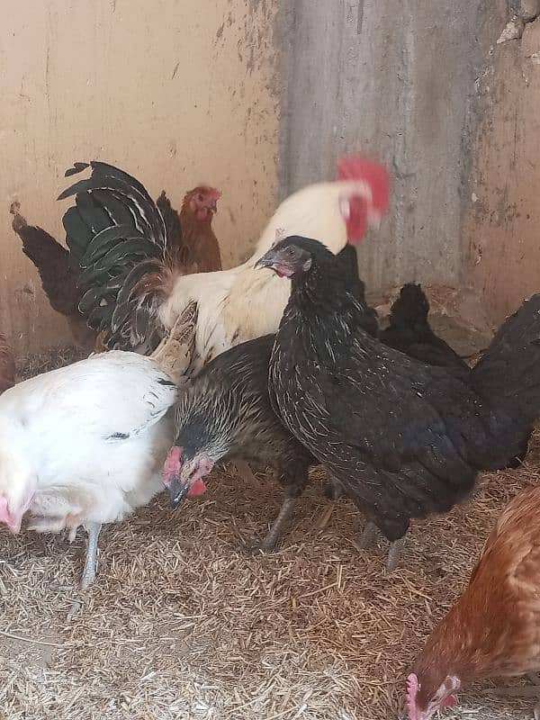 40+ Golden Misti Hans For Sale | 1 Dajan+ Eggs Per Day Average 2