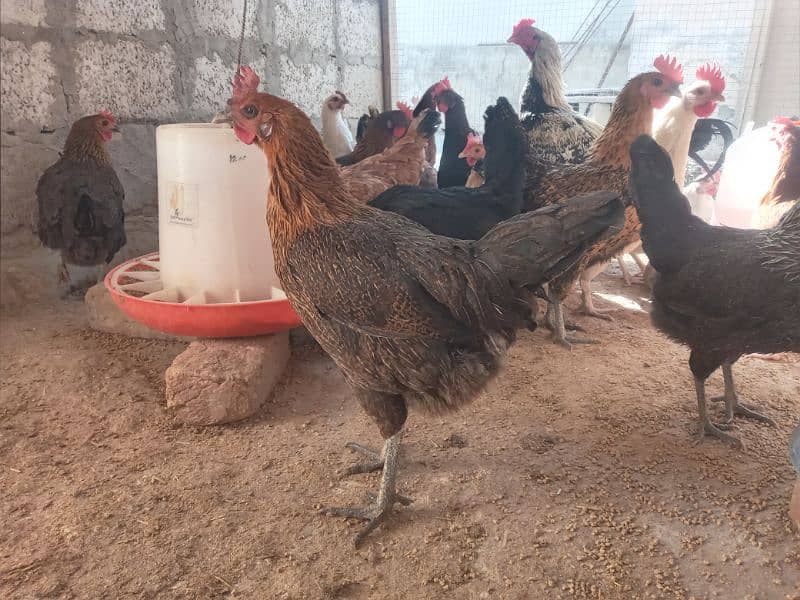 40+ Golden Misti Hans For Sale | 1 Dajan+ Eggs Per Day Average 3