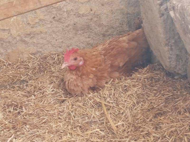 40+ Golden Misti Hans For Sale | 1 Dajan+ Eggs Per Day Average 4