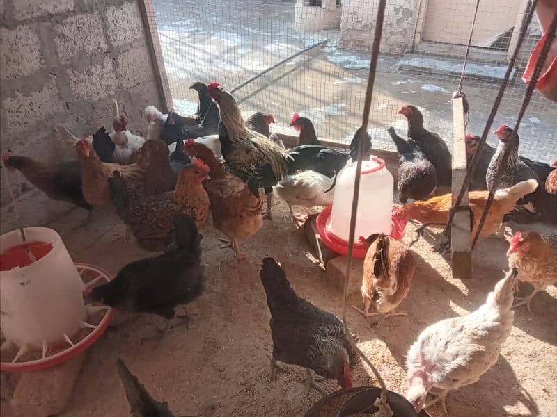 40+ Golden Misti Hans For Sale | 1 Dajan+ Eggs Per Day Average 5