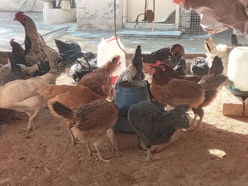 Golden Misri |eggs laying hens | Misri hens |desi murghi |murgiyan 6