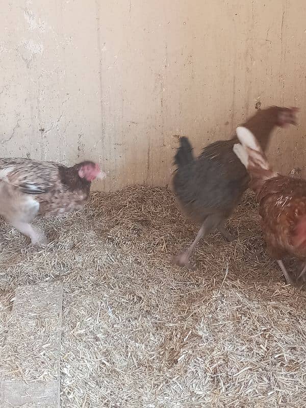 40+ Golden Misti Hans For Sale | 1 Dajan+ Eggs Per Day Average 7