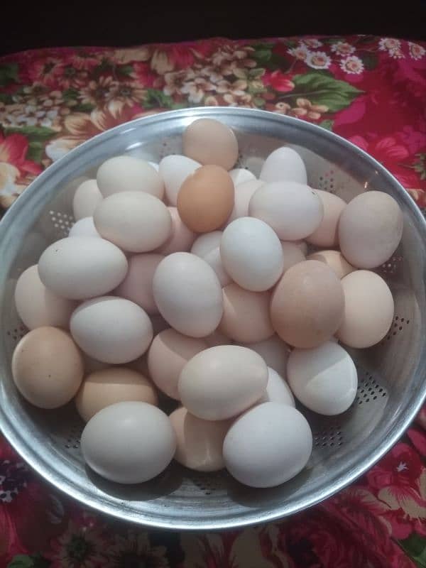 Desi eggs and Hens 1