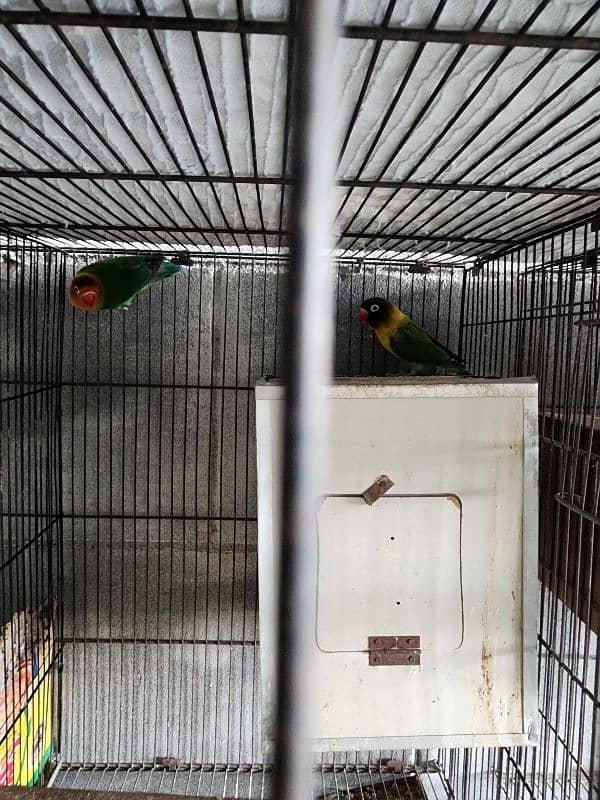 different parrots for sale 0