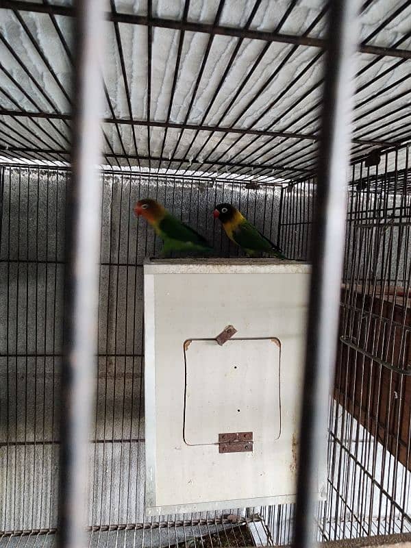 different parrots for sale 1