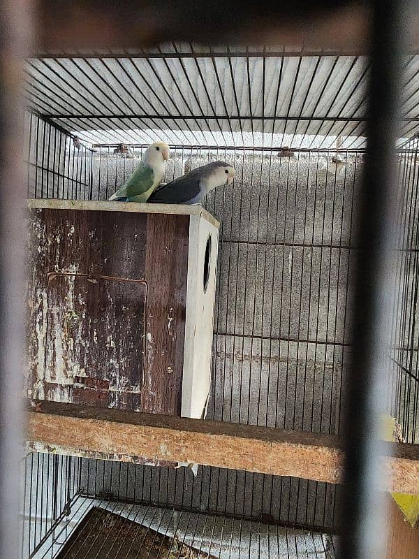 different parrots for sale 2