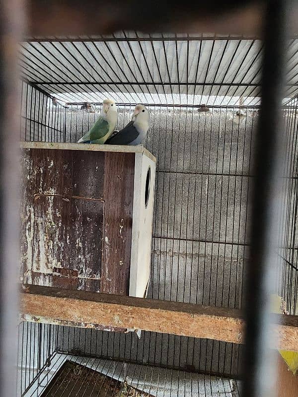 different parrots for sale 3