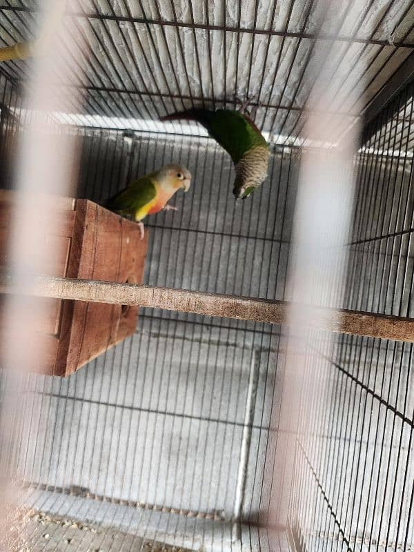 different parrots for sale 4