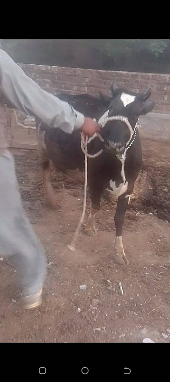 Cow / Buffalo / Friezan / Dasi cow / بھینس / cow for sale 3