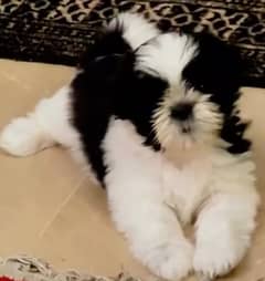 ShihTzu Highly Pedigreed Puppies. Best Shitzu Available