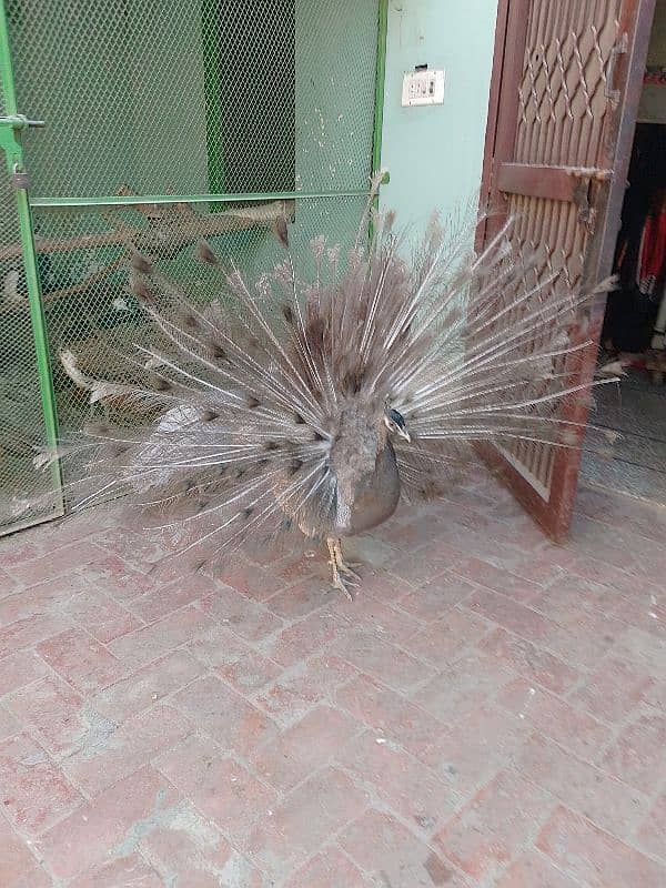 Peacock Available 0