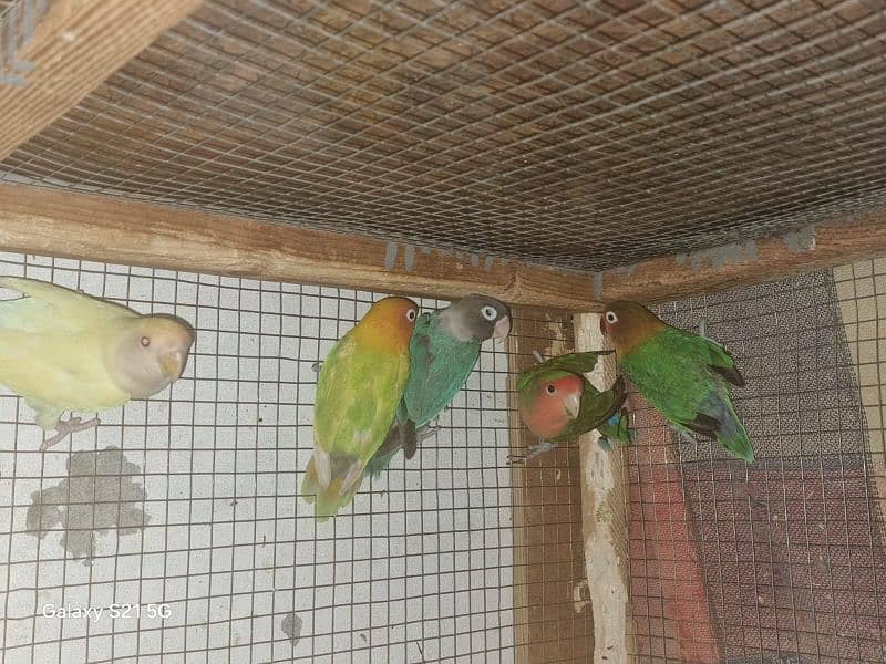 Love birds for sale, with three portion ponjra 1