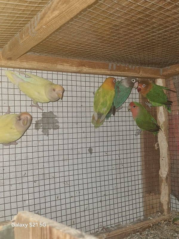 Love birds for sale, with three portion ponjra 2