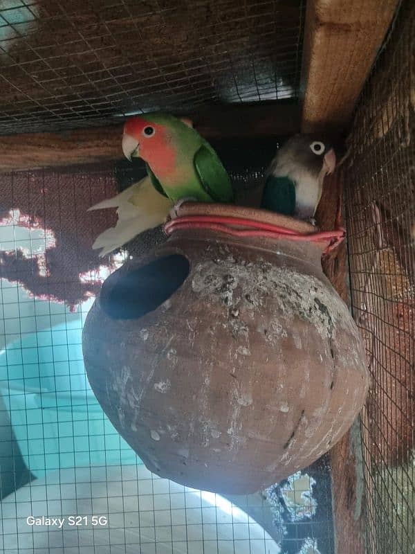 Love birds for sale, with three portion ponjra 3