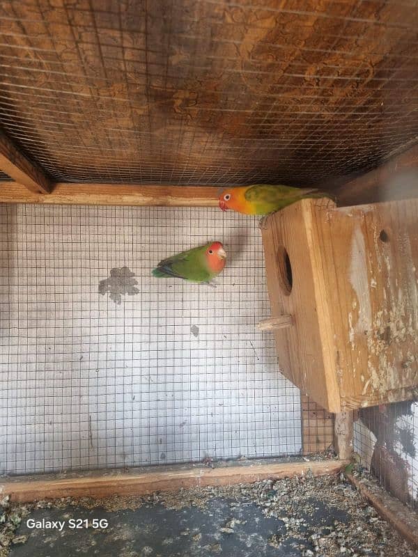 Love birds for sale, with three portion ponjra 5