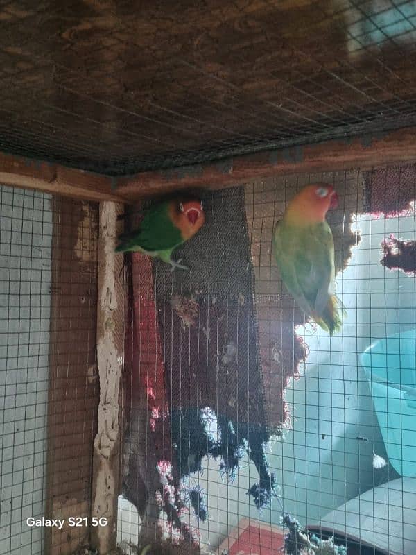 Love birds for sale, with three portion ponjra 6