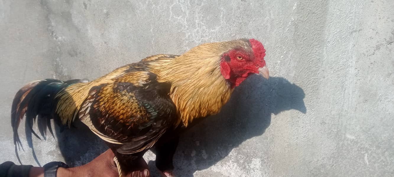 Aseel Hen and Cock Pair 3