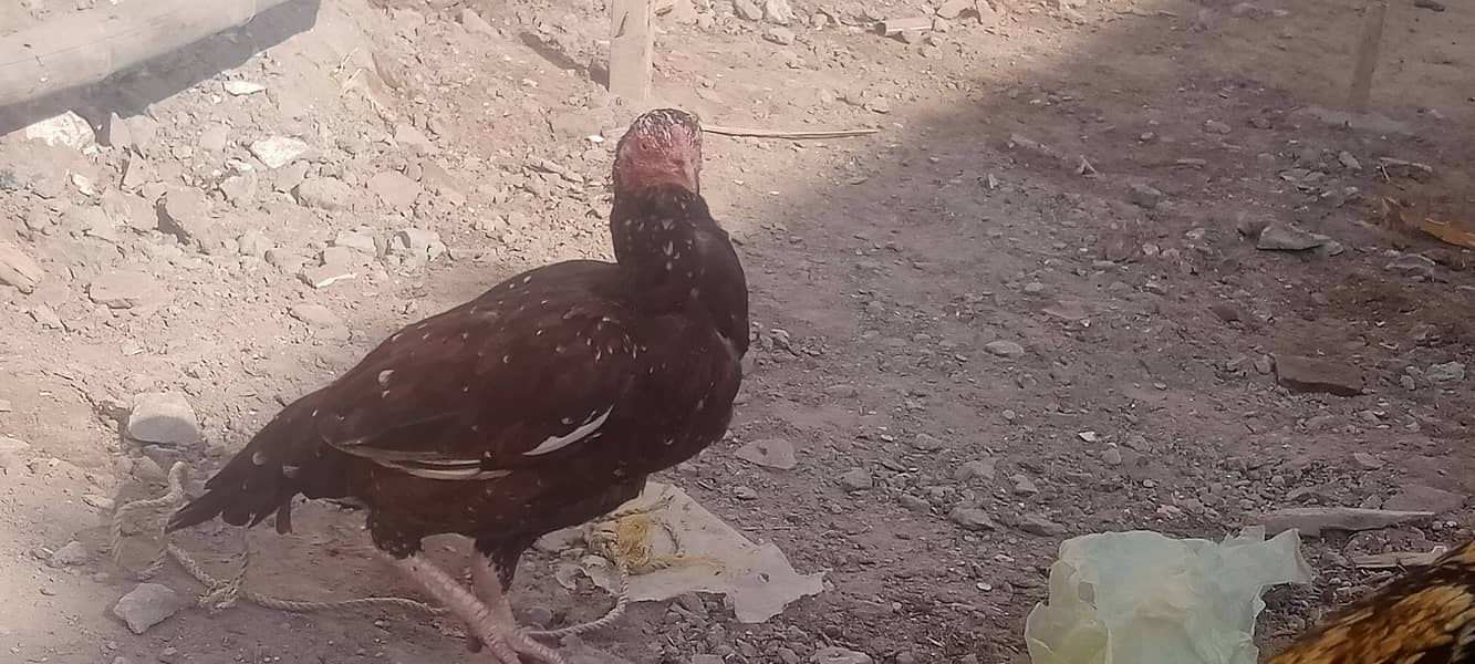 Aseel Hen and Cock Pair 9