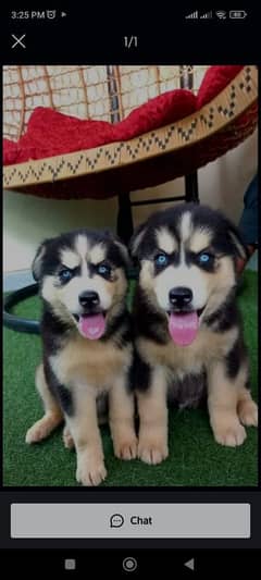 Siberian husky puppies for sale in urgent