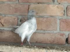 High fly pigeons for sale