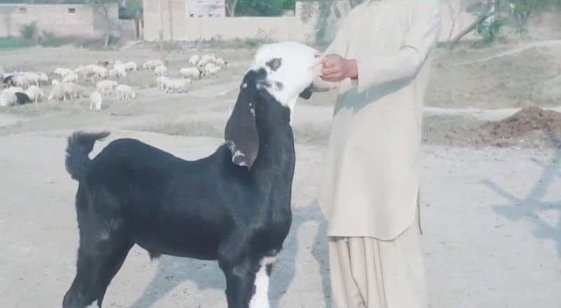 desi Bakra for Sale Call 03282741035 1