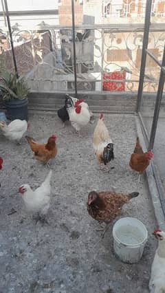 desi hens andy deny wali / egg laying hens /desi murga