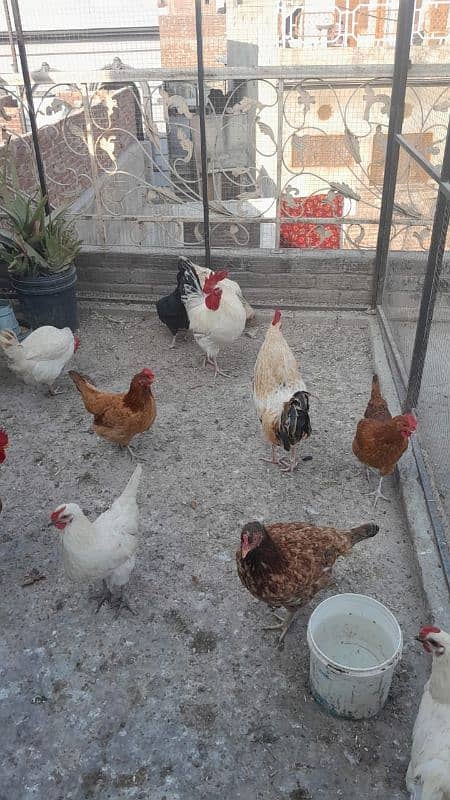 desi hens andy deny wali / egg laying hens /desi murga 0