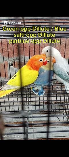 love birds par pic 2000