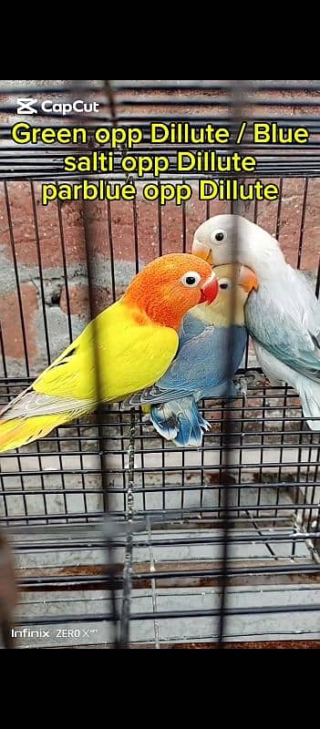 love birds par pic 2000 0