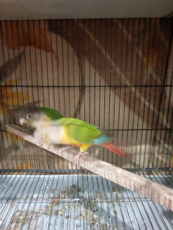 Beautiful Parrot Pair | Husband Wife | Pineapple Knorr Parrot 0