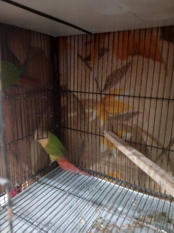 Beautiful Parrot Pair | Husband Wife | Pineapple Knorr Parrot 5