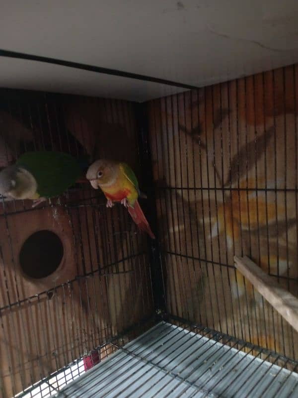 Beautiful Parrot Pair | Husband Wife | Pineapple Knorr Parrot 6