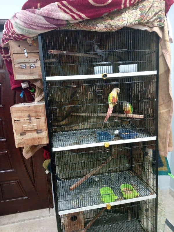 Beautiful Parrot Pair | Husband Wife | Pineapple Knorr Parrot 7