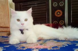 Persian Cat for sale