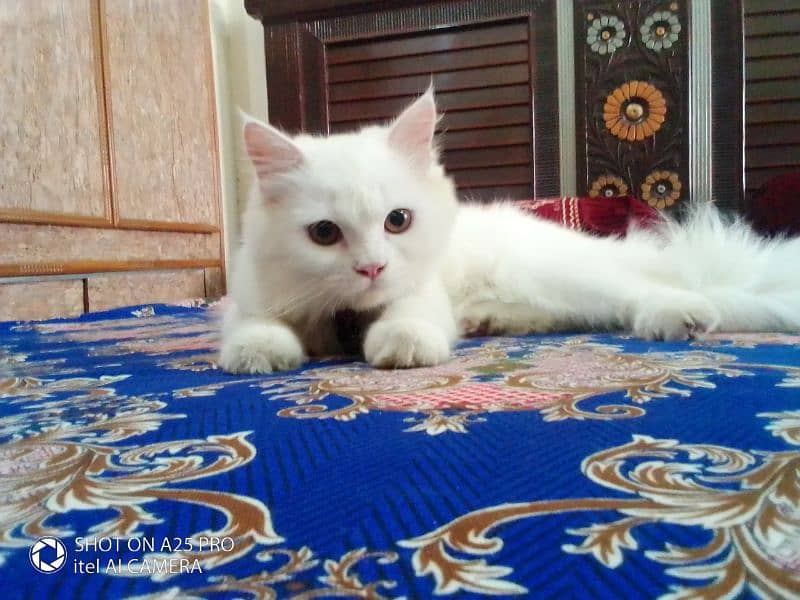 Persian Cat for sale 1