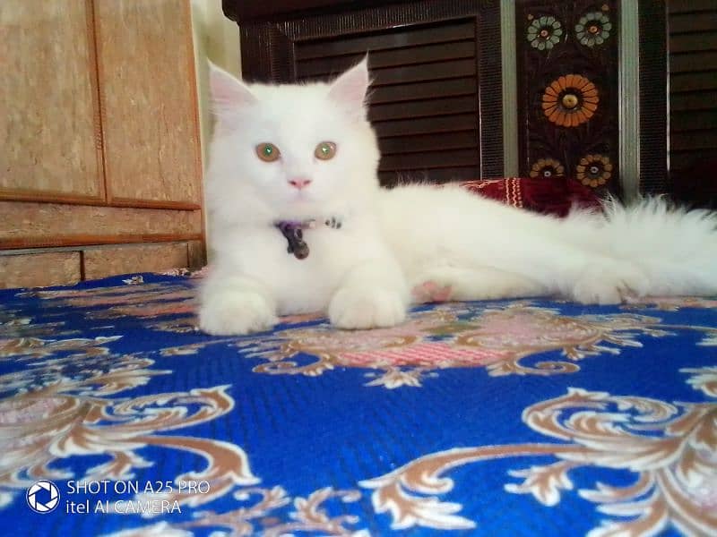 Persian Cat for sale 2