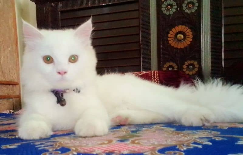 Persian Cat for sale 3